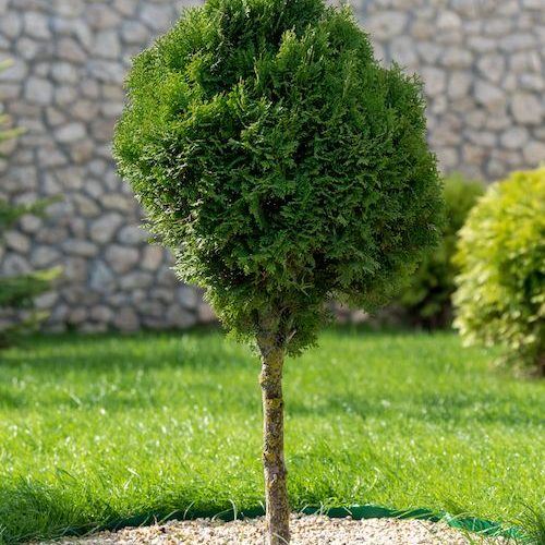 Landscaping in the garden with tree