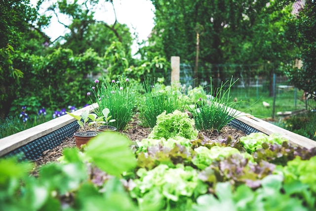 Gemüsebeete sind eine der Ideen für kleine Gärten
